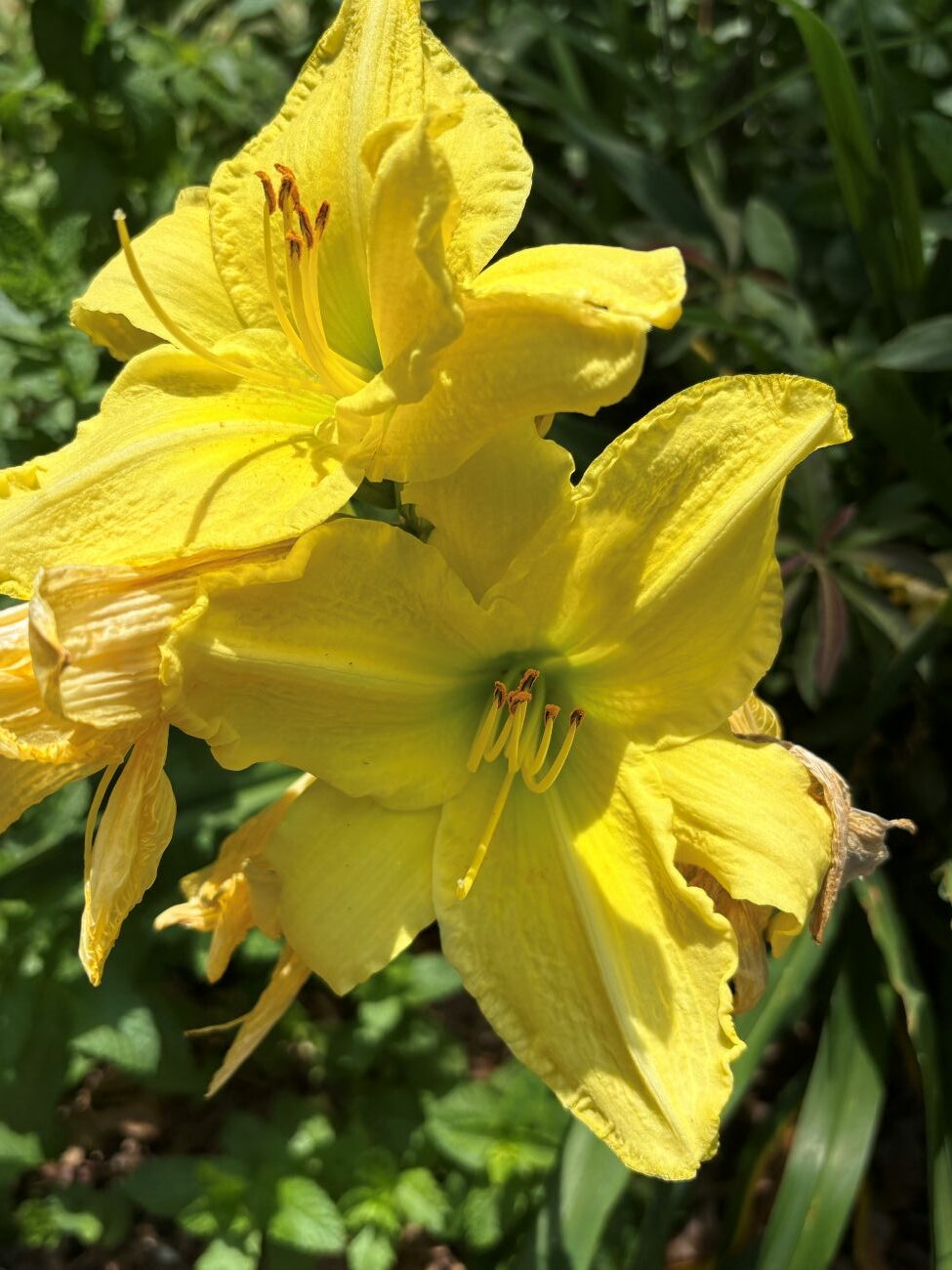 Yellow daylily, heirloom