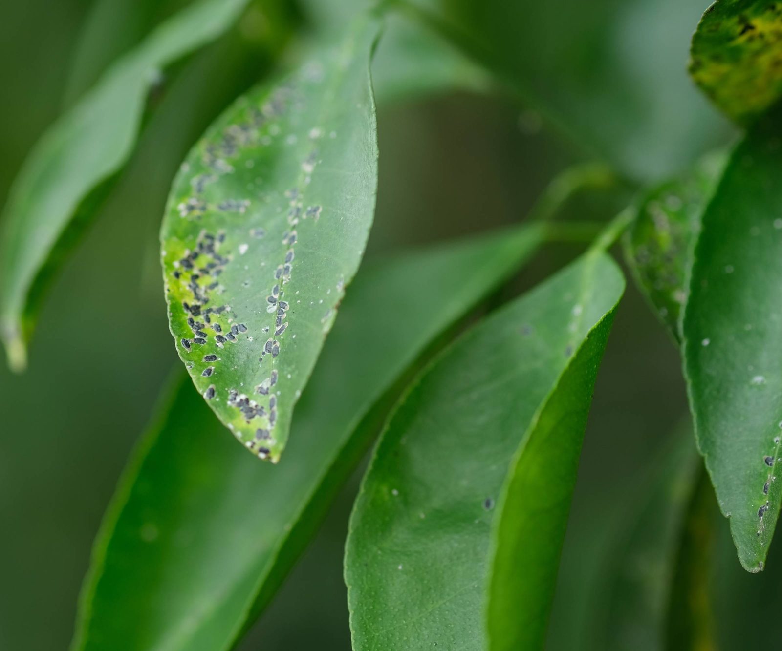 Cercospora leaf spot on pepper plant