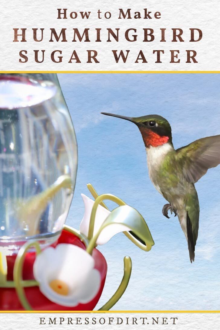 Ruby-throated hummingbird flying toward sugar water feeder.