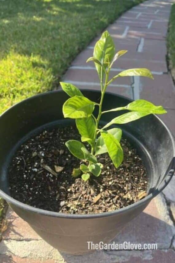 Baby lemon tree seedling in pot