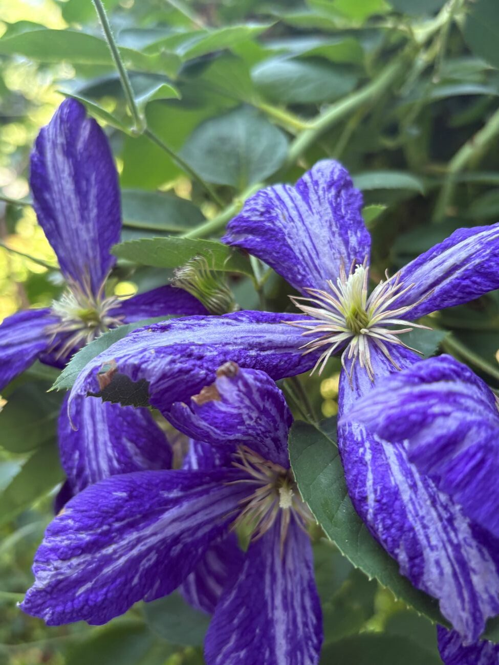 Clematis 'Tie Dye