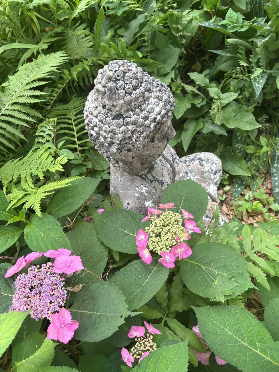 Big leaf hydrangea, hydrangea macrophylla